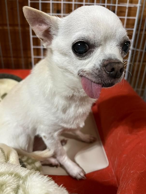 うずらくんの写真（見出し）